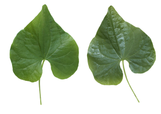 Png Leaf Designs PNG images