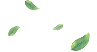 Vector Free Png Leaf Download PNG images