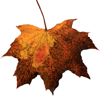 Leaf Picture PNG PNG images
