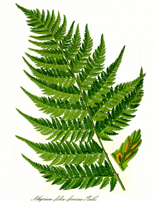 Hd Leaf Image In Our System PNG images