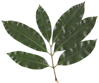 Vector Png Leaf PNG images