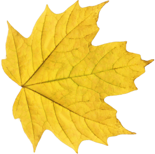 Yellow Fall Leaf Png PNG images