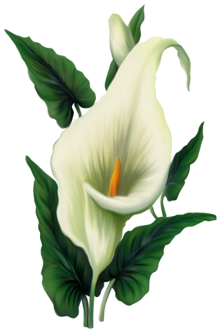 Lily Flower PNG, Lily Flower Transparent Background - FreeIconsPNG