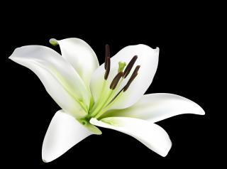 Lily Flower Photo PNG images