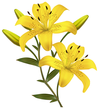 Lilies Clipart Free