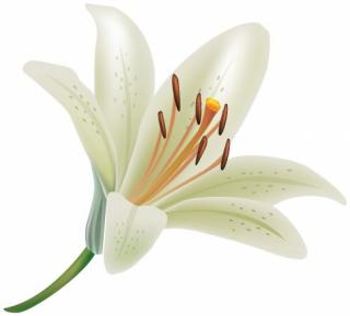 Lily PNG Picture PNG images