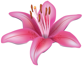 Pink Clipart Lily Flower Picture PNG images
