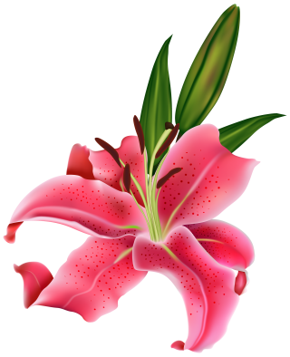 Pink FLower Lily Png Transparent Background PNG images