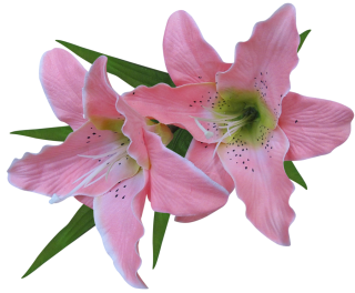 Pink Lilies Clipart PNG images