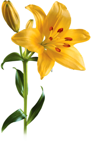 Lily Flower PNG, Lily Flower Transparent Background - FreeIconsPNG