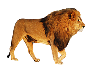 PNG Free Download Lion Head PNG images