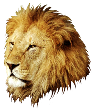 Png Transparent Background Lion Head PNG images