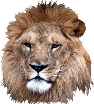 Picture Download Lion Head PNG images