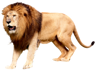 Download Lion Head Icon PNG images