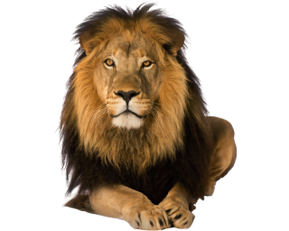 Details 300 lion transparent background