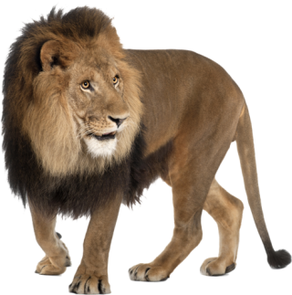 Animal Lion Png PNG images