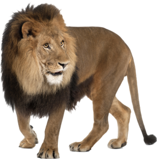 Lion PNG, Lion Transparent Background - FreeIconsPNG