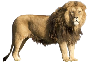 Big Lion Png PNG images