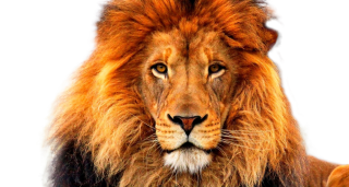 Big Male Lion Png PNG images