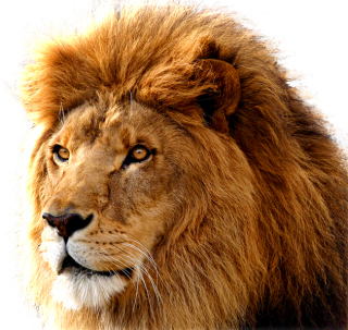 Download Lion Png Images Transparent Gallery PNG images