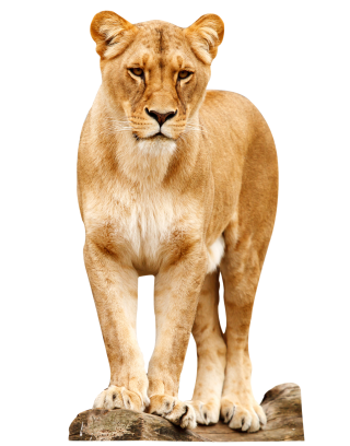 Female Lion Standing PNG PNG images