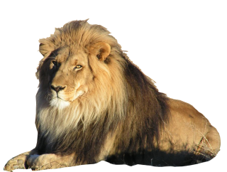 Lion Image Clipart PNG images