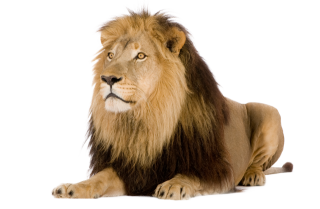 Lion Picture Png PNG images