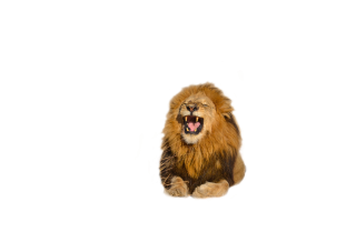 Download Free High-quality Lion Png Transparent Images PNG images