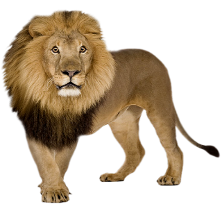 Png Format Images Of Lion PNG images