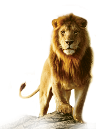 PNG Pic Lion PNG images