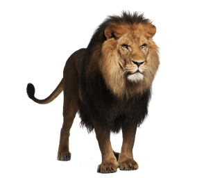 Clipart Collection Png Lion PNG images