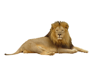 Lion Png Clipart PNG images