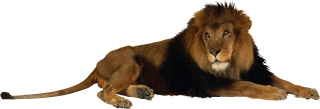 Lion PNG Image Clipart PNG images