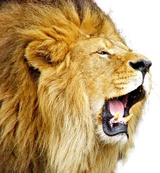 Lion Roar Png PNG images