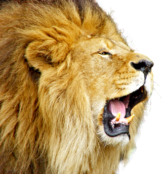 Lion PNG, Lion Transparent Background - FreeIconsPNG