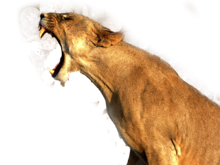 Lion Roar Png PNG images