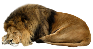 Lion Sleeping Png PNG images