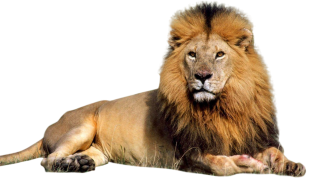 Male Lion PNG Clipart PNG images