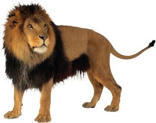 Male Lion PNG Images PNG images