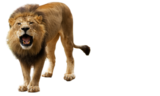 Roar, Angry Lion Png PNG images