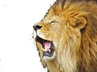 Roar Lion PNG File PNG images