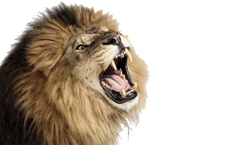 Roar Lion PNG Photos PNG images