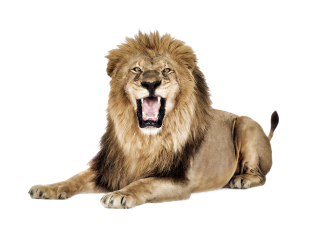 Roaring Lion PNG PNG images