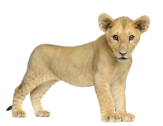 Sweet Cute Little Baby Lion Png PNG images