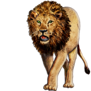 Lion PNG, Lion Transparent Background - FreeIconsPNG