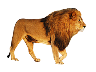 Walking Lion Png PNG images