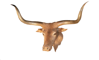 PNG HD Longhorn PNG images