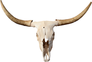 White Texas Longhorn Png PNG images