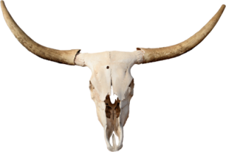 Longhorn PNG, Longhorn Transparent Background - FreeIconsPNG