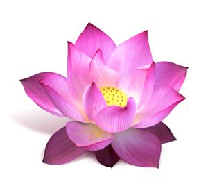 Lotus Vector Png PNG images